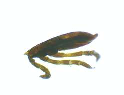 Image of ticks