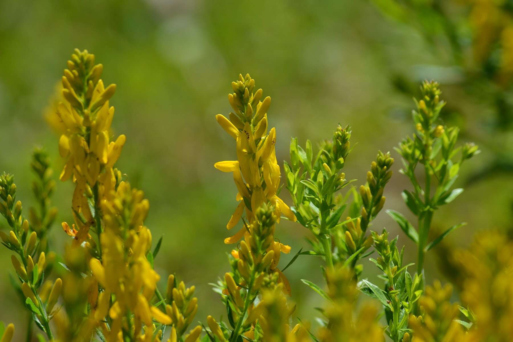 Imagem de Genista tinctoria L.