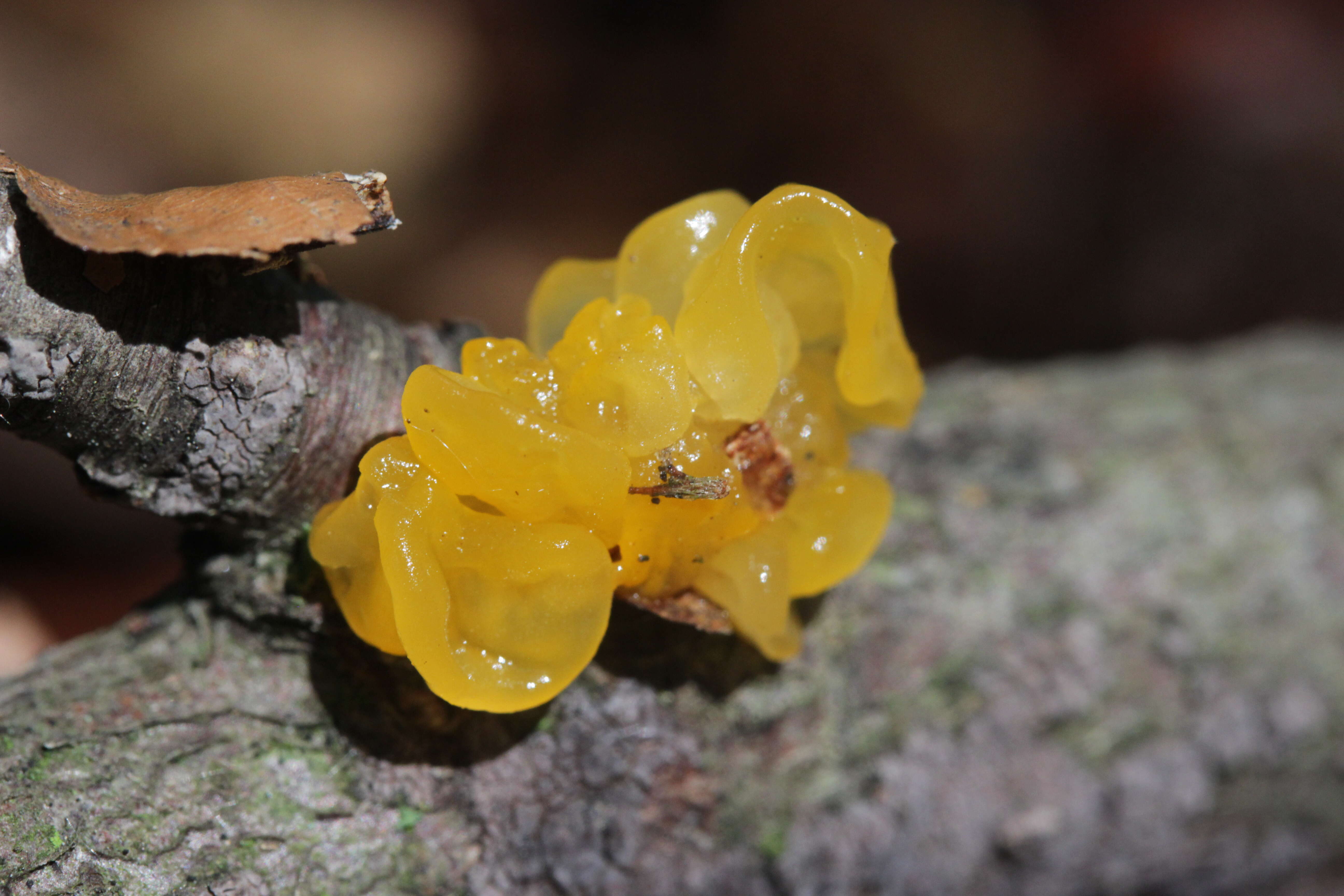 Image of Witches butter