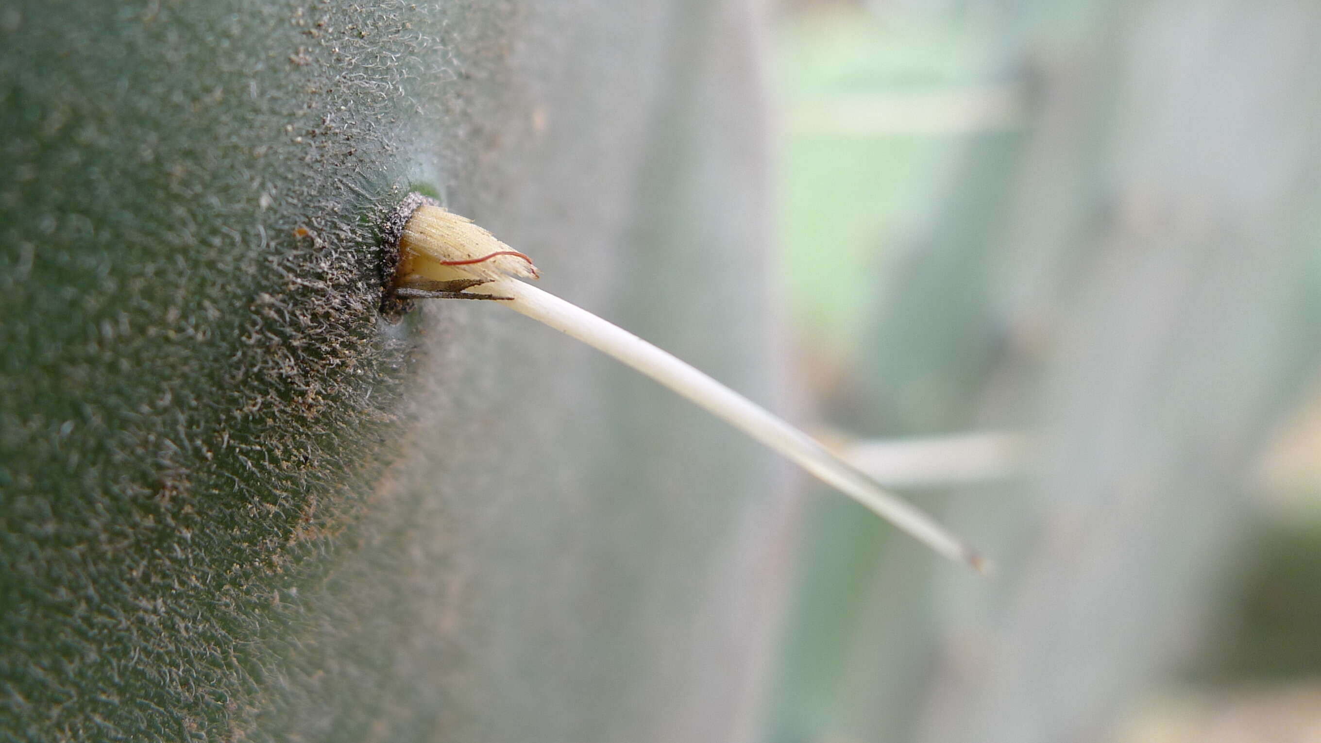 Image of Velvety tree pear