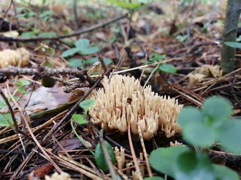 Image of Ramaria pallida (Schaeff.) Ricken 1920