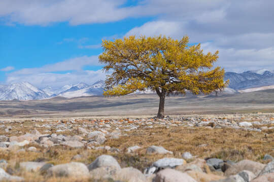 Image of Siberian Larch