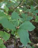 Image of herb Paris