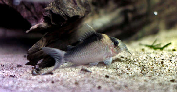 Image of Corydoras imitator Nijssen & Isbrücker 1983