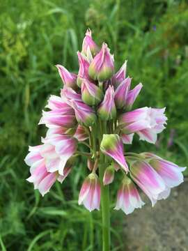 Image of Allium tripedale Trautv.