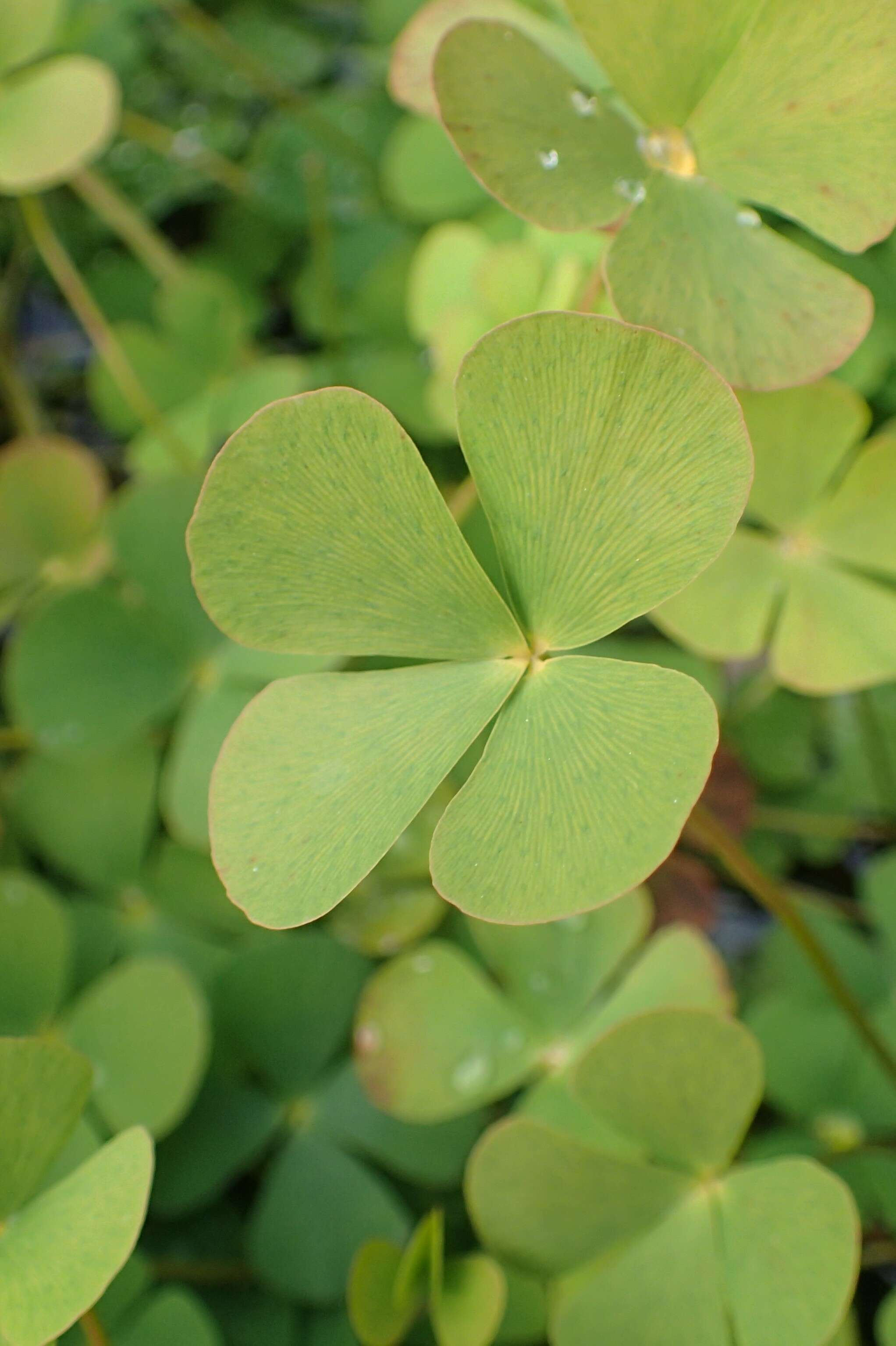 Plancia ëd Marsilea quadrifolia L.