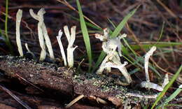 Image of Cladonia macilenta