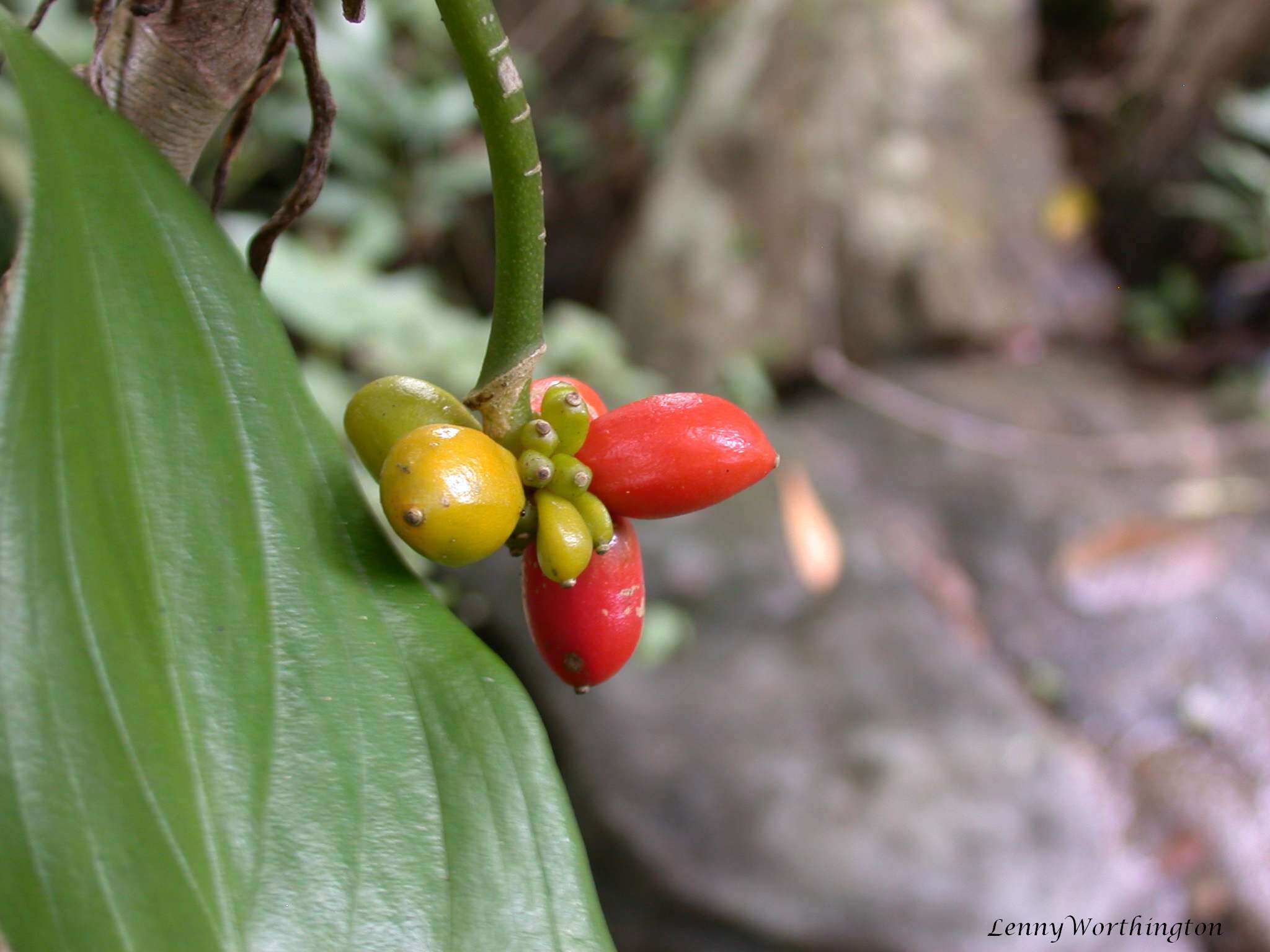 Aglaonema simplex (Blume) Blume resmi