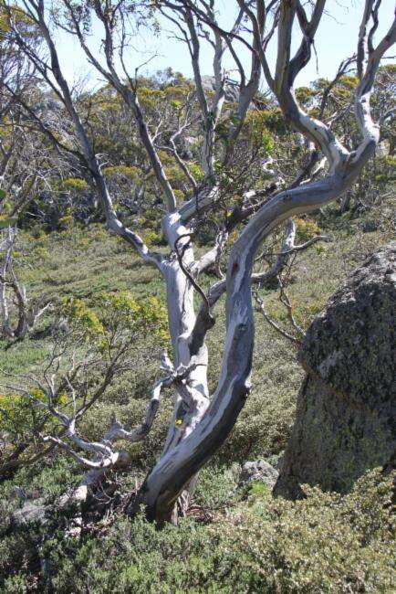 Image of snow gum