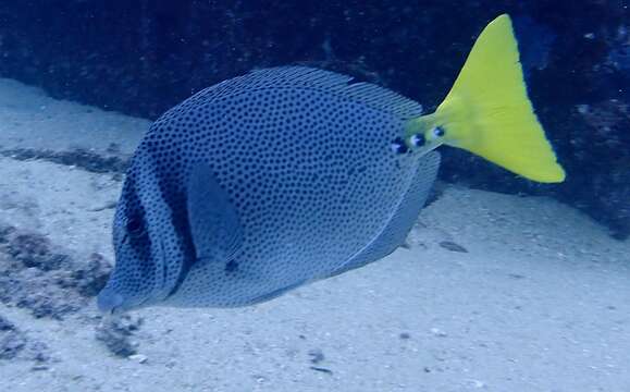 Image of Yellowtail Surgeonfish