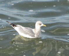 Sivun <i>Larus brachyrhynchus</i> kuva