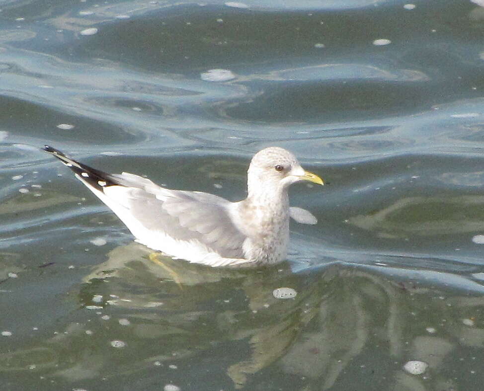 Image of Short-billed Gull