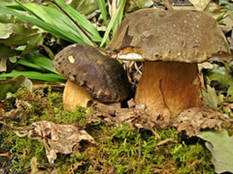 Imagem de Boletus aereus Bull. 1789