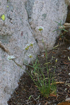 Image of Ballhead Sandwort