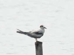 Image of Whiskered Tern