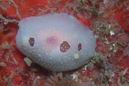 Image of Three-spot nudibranch