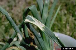 Image of garden onion