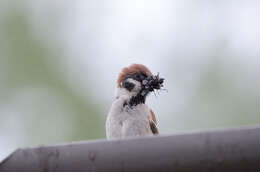 Image of Eurasian Tree Sparrow