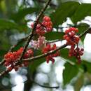 Imagem de Medinilla beamanii J. C. Regalado