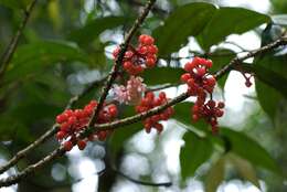 Image of Medinilla beamanii J. C. Regalado