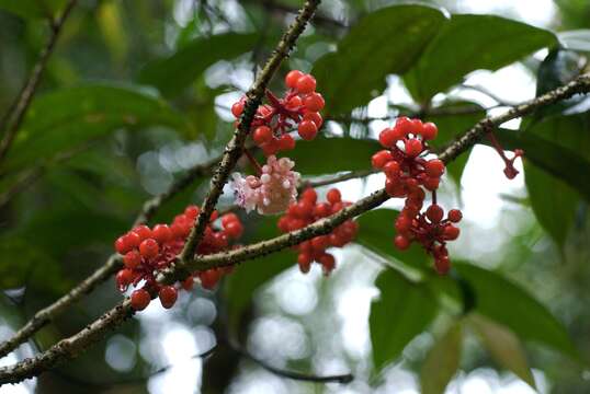 Imagem de Medinilla beamanii J. C. Regalado