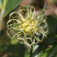 Image of Clematis