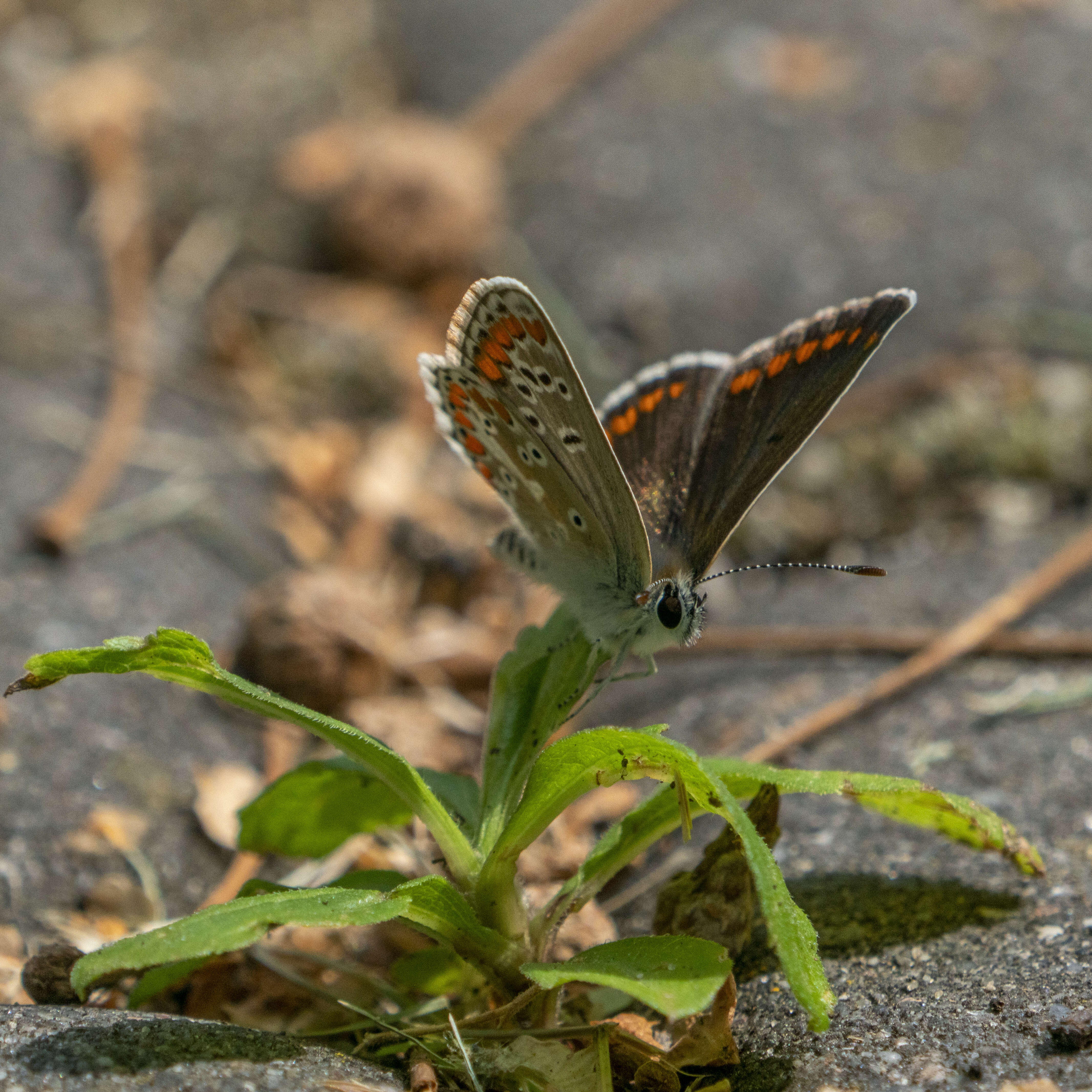 Image of brown argus