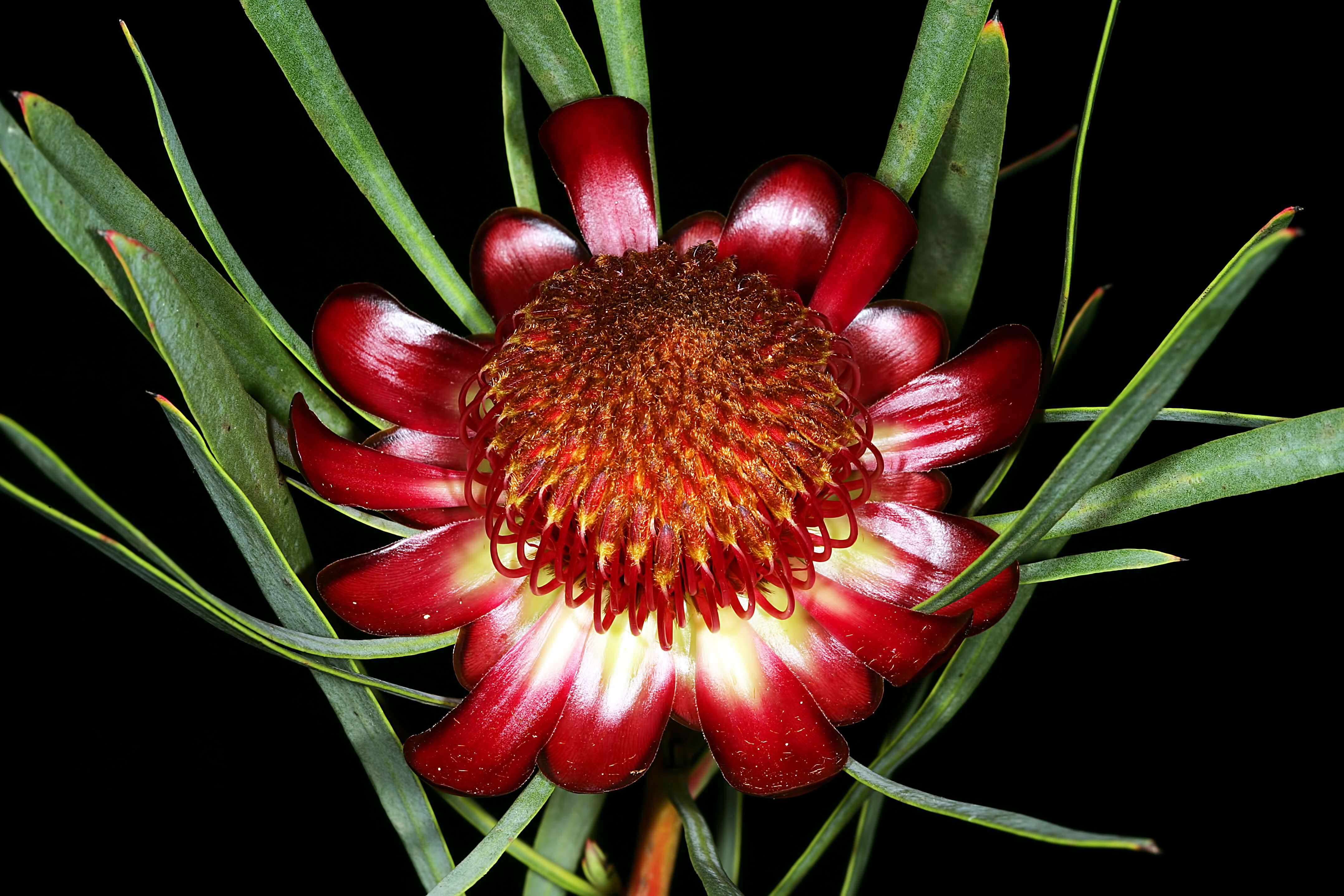 Plancia ëd Protea acuminata Sims