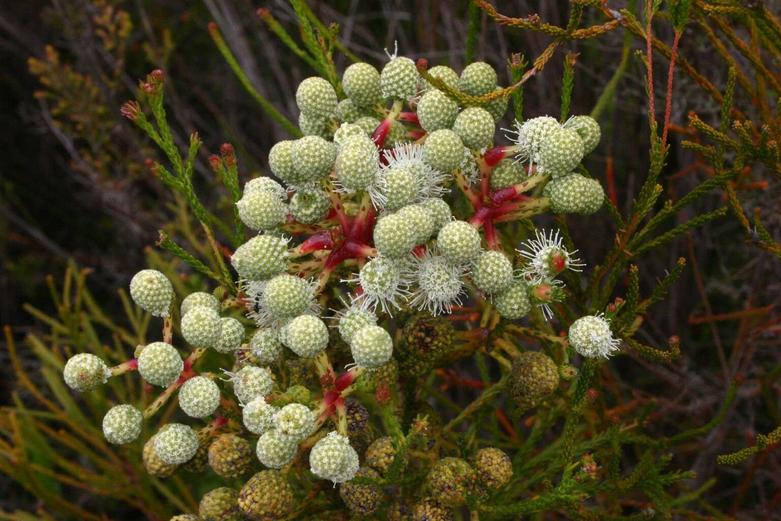 Sivun Brunia noduliflora P Goldblatt & J. C. Manning kuva