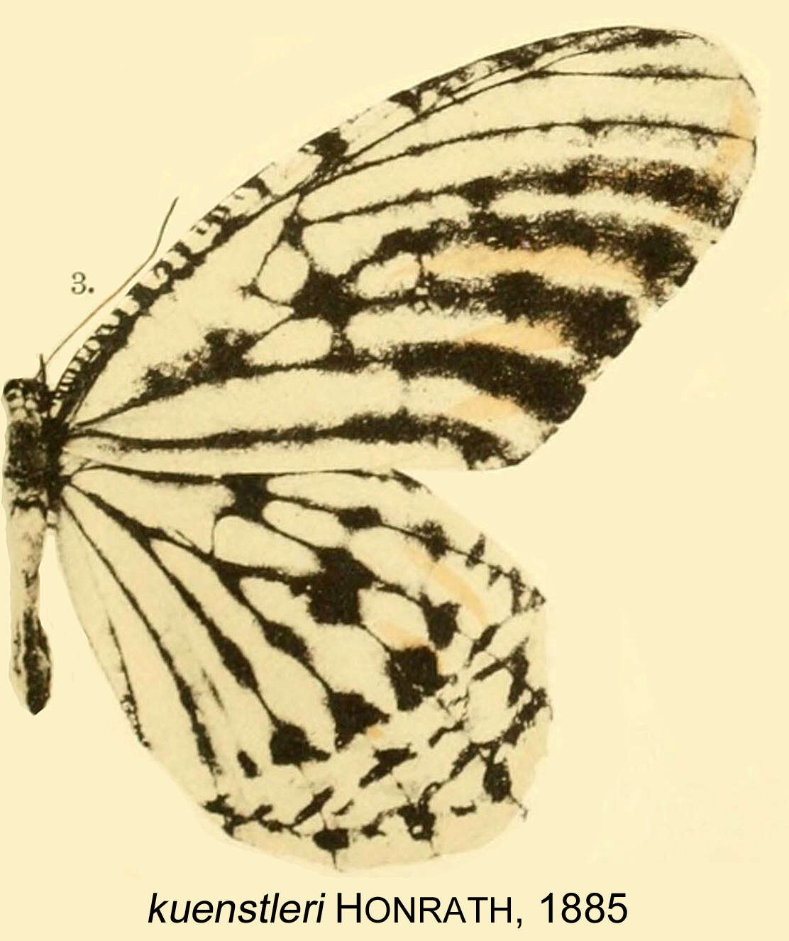 Image of Elymnias kuenstleri Honrath 1885