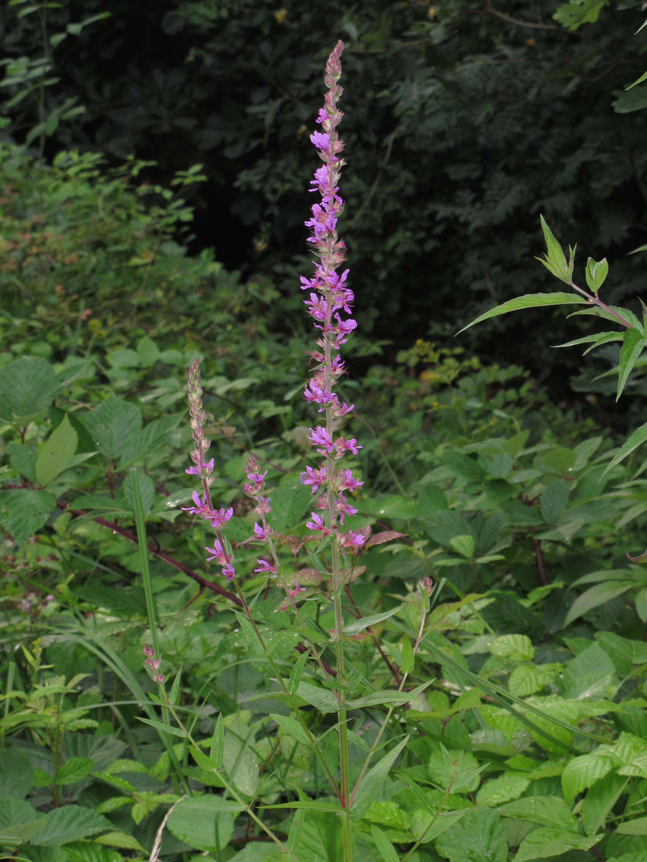 Plancia ëd Lythrum salicaria L.