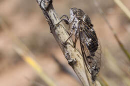 Image of Cacama valvata (Uhler 1888)