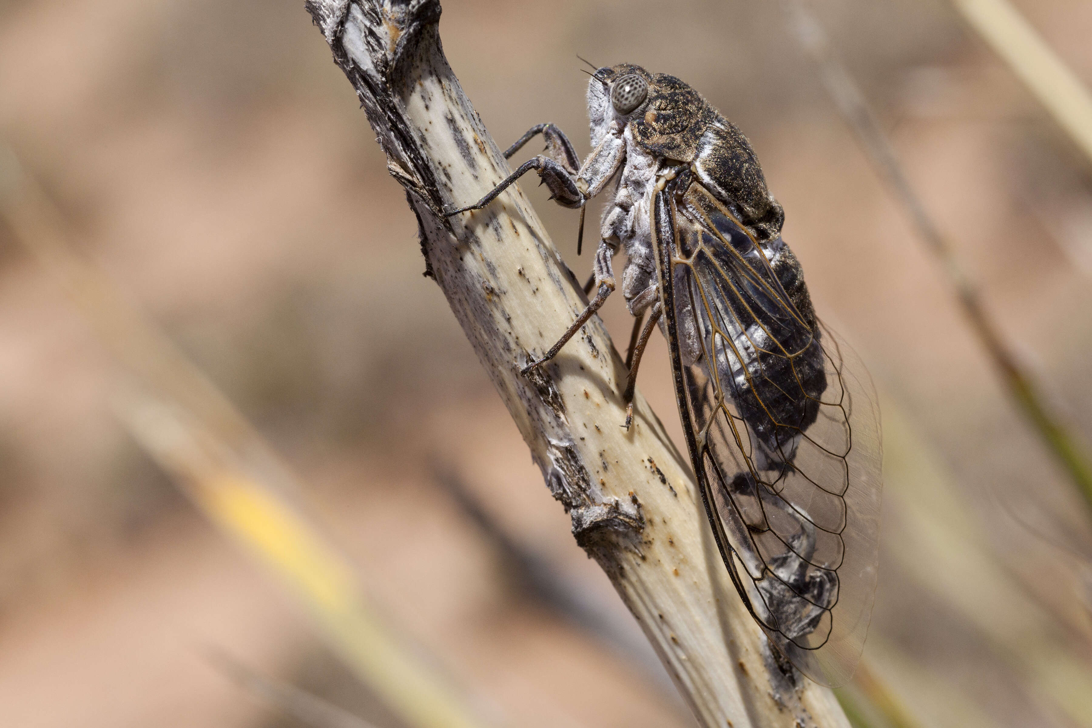 Image of Cacama valvata (Uhler 1888)