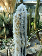 Image of Pilosocereus leucocephalus (Poselg.) Byles & G. D. Rowley