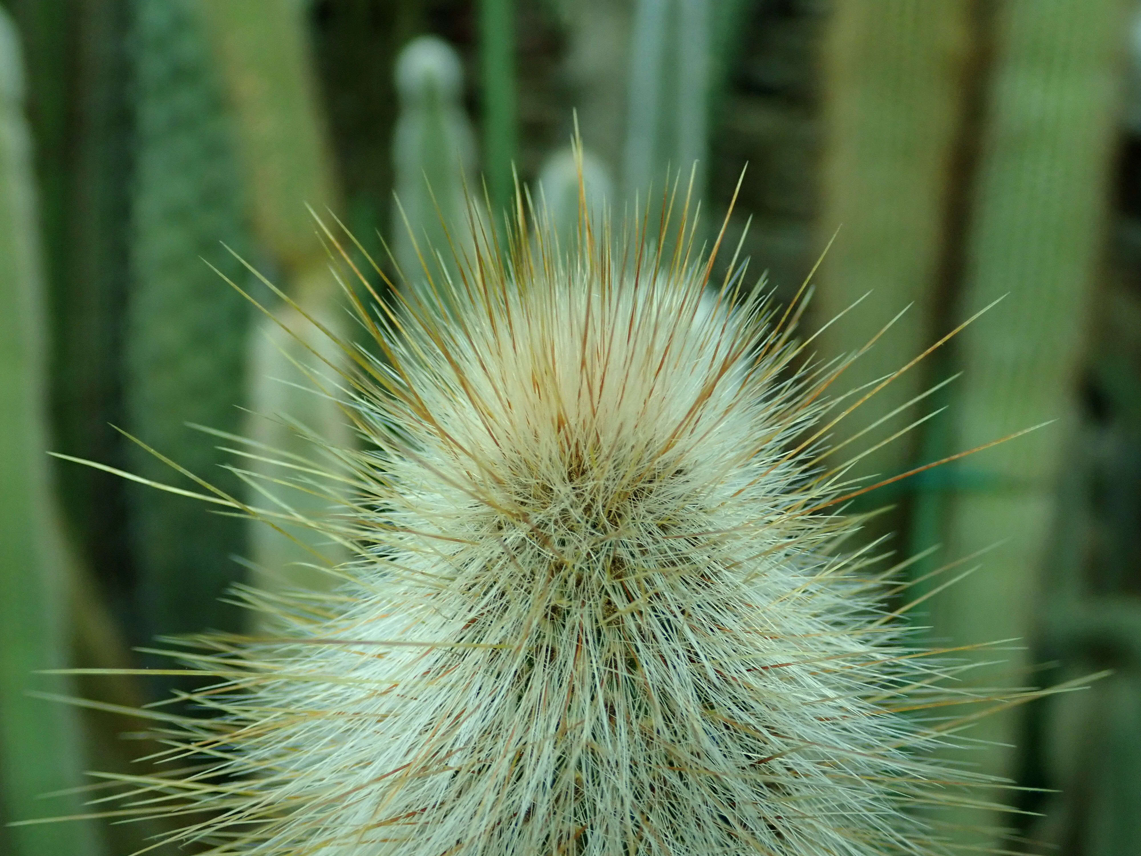 Image of Cleistocactus hyalacanthus (K. Schum.) Rol.-Goss.