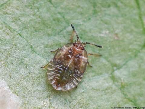 Image of Acalypta carinata (Panzer 1806)