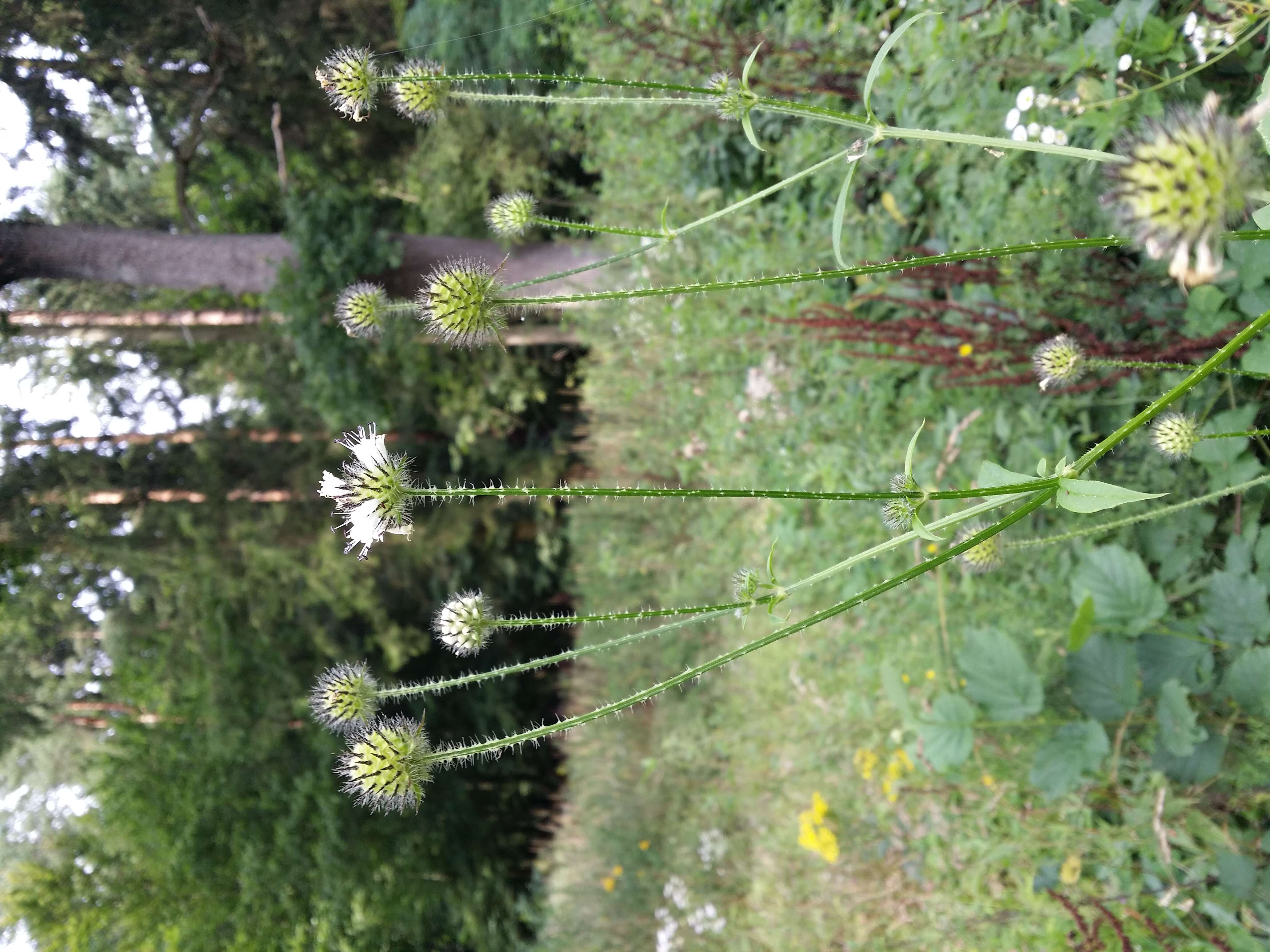 Image of small teasel