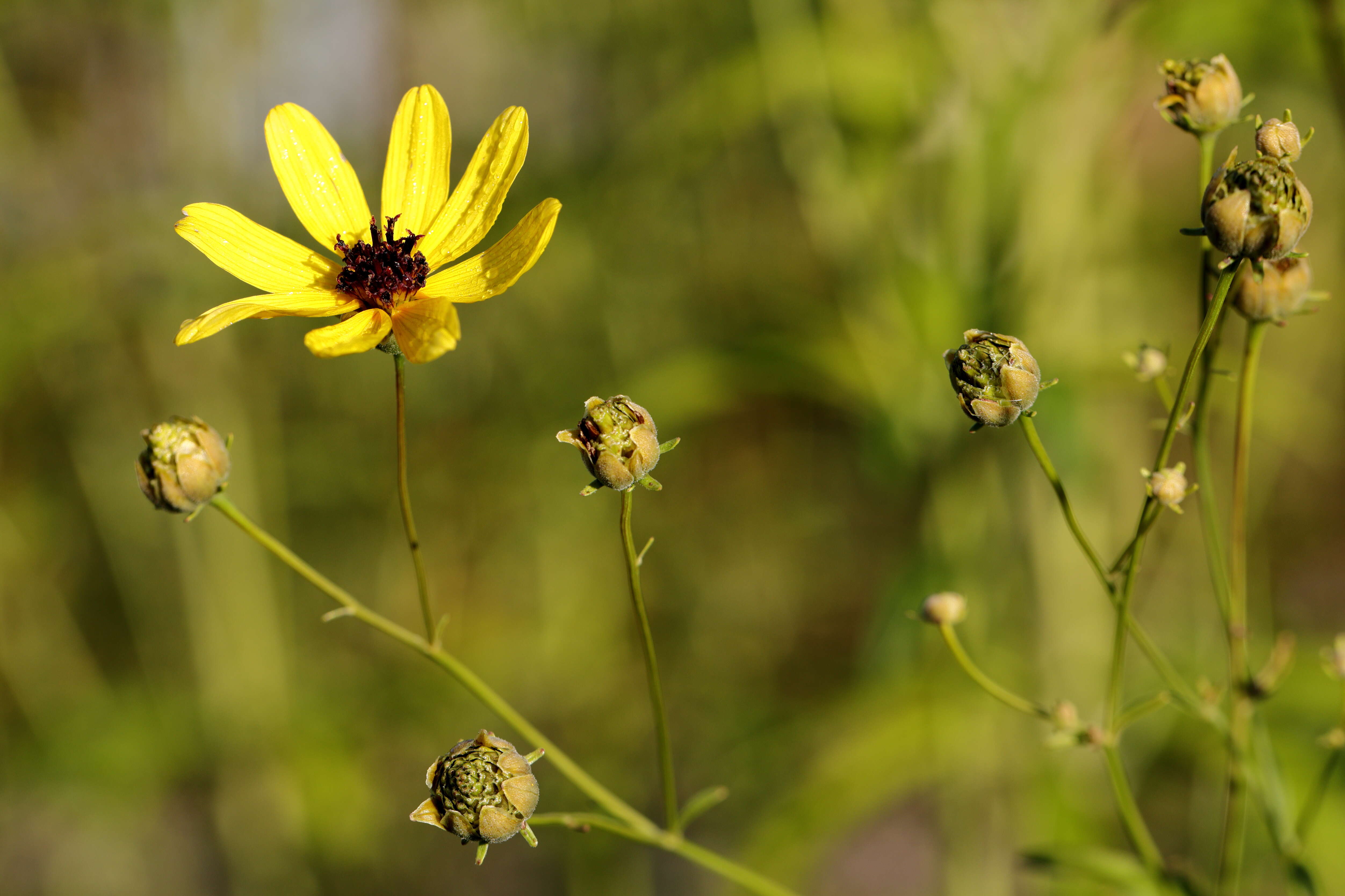 Image of tall tickseed