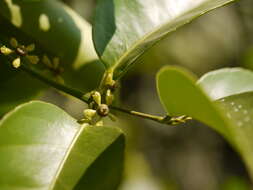 Image of Salacia chinensis L.