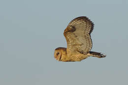 Image of African Grass Owl