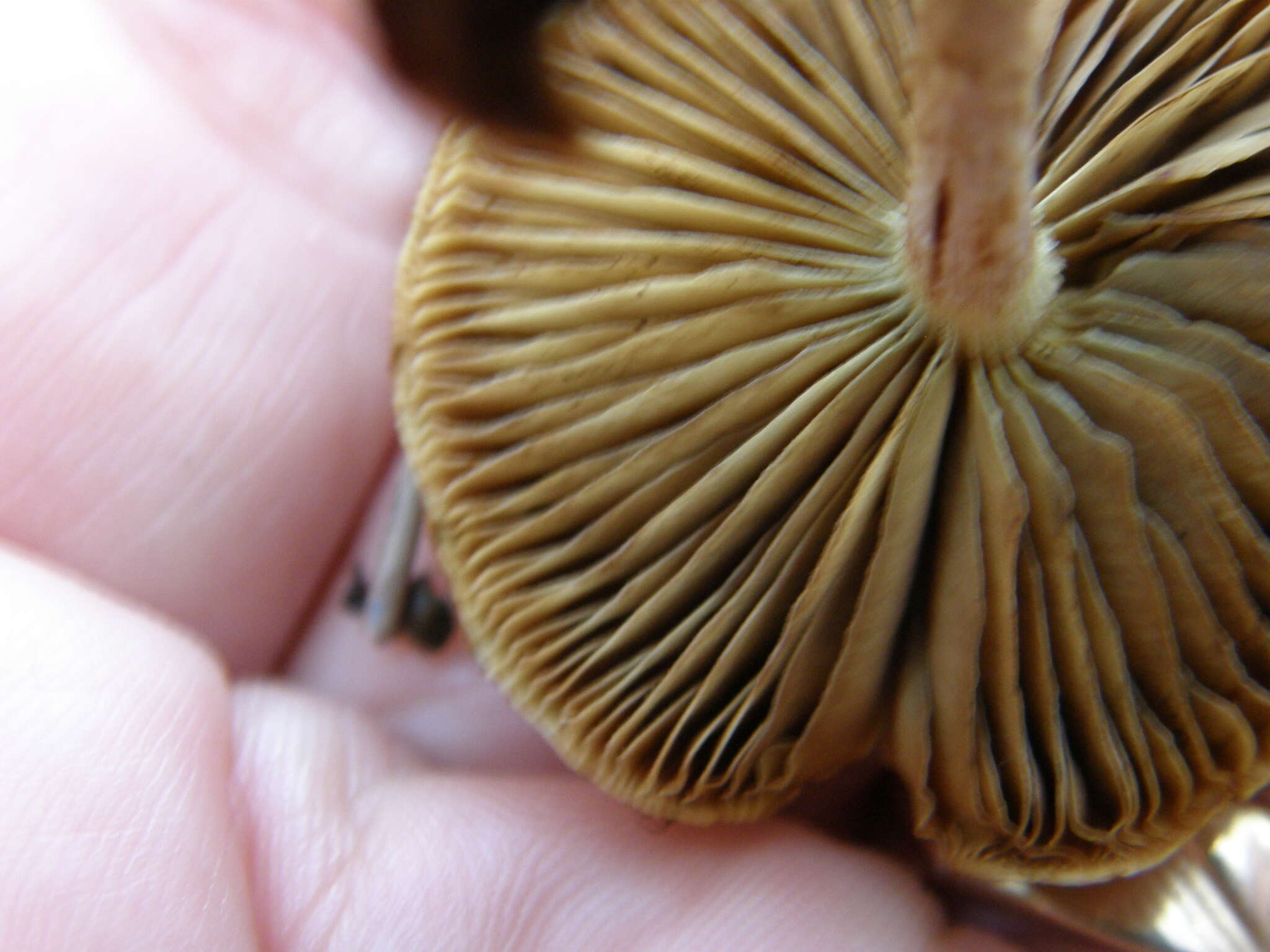 Image of Pholiota gummosa (Lasch) Singer 1951