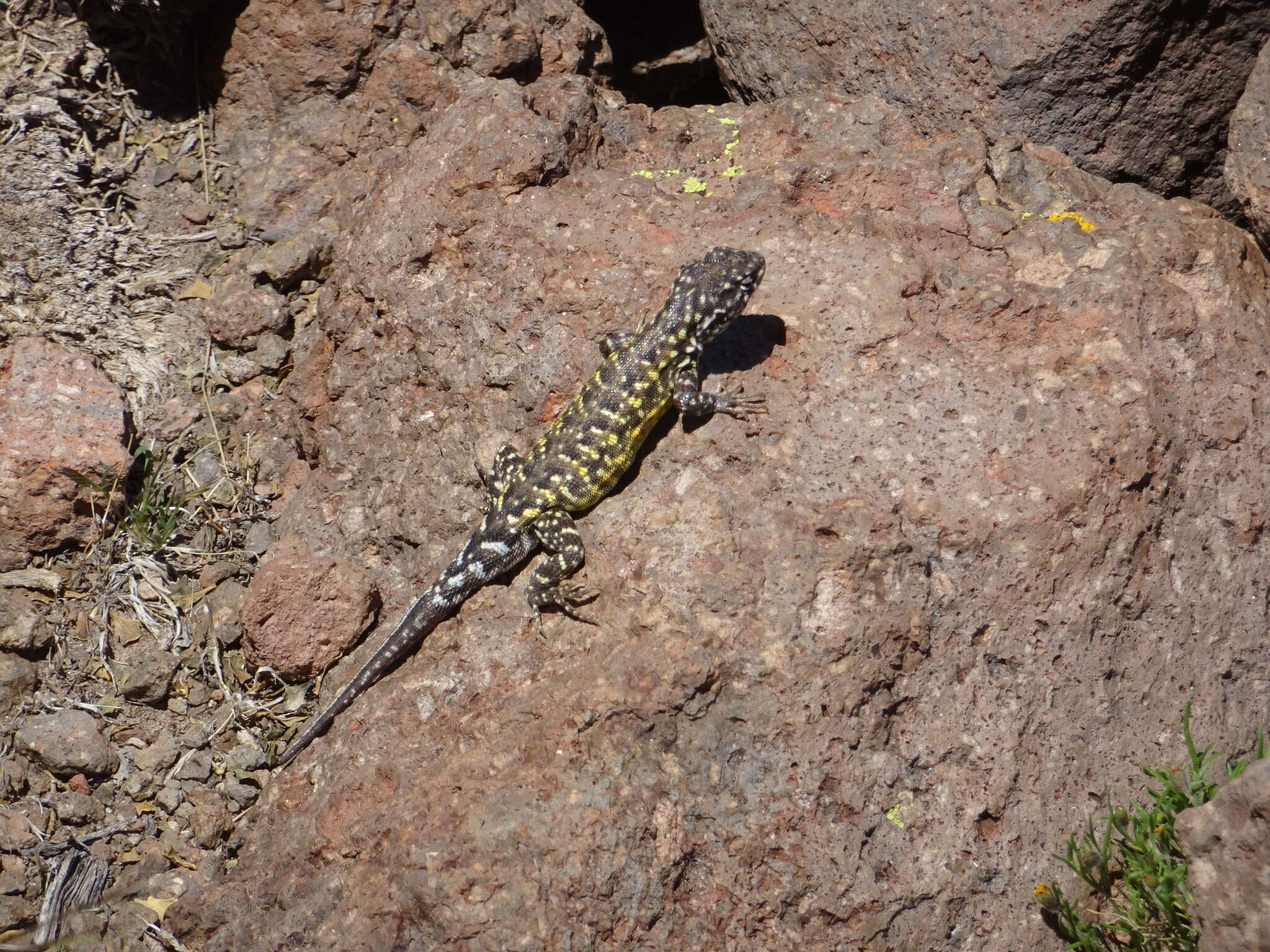 Plancia ëd Liolaemus ornatus Koslowsky 1898