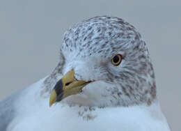 Image of Ring-billed Gull