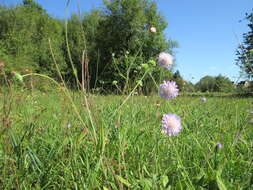 Слика од Knautia arvensis (L.) Coulter