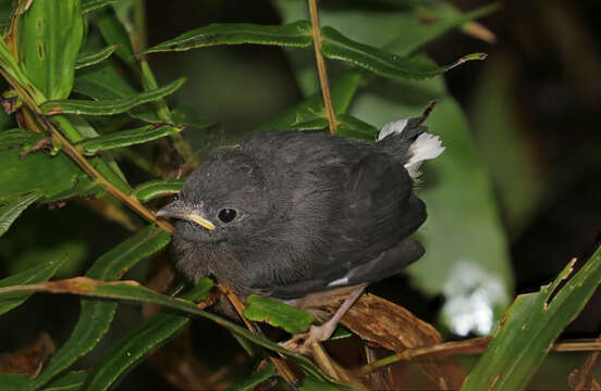 Image of Slate-throated Whitestart