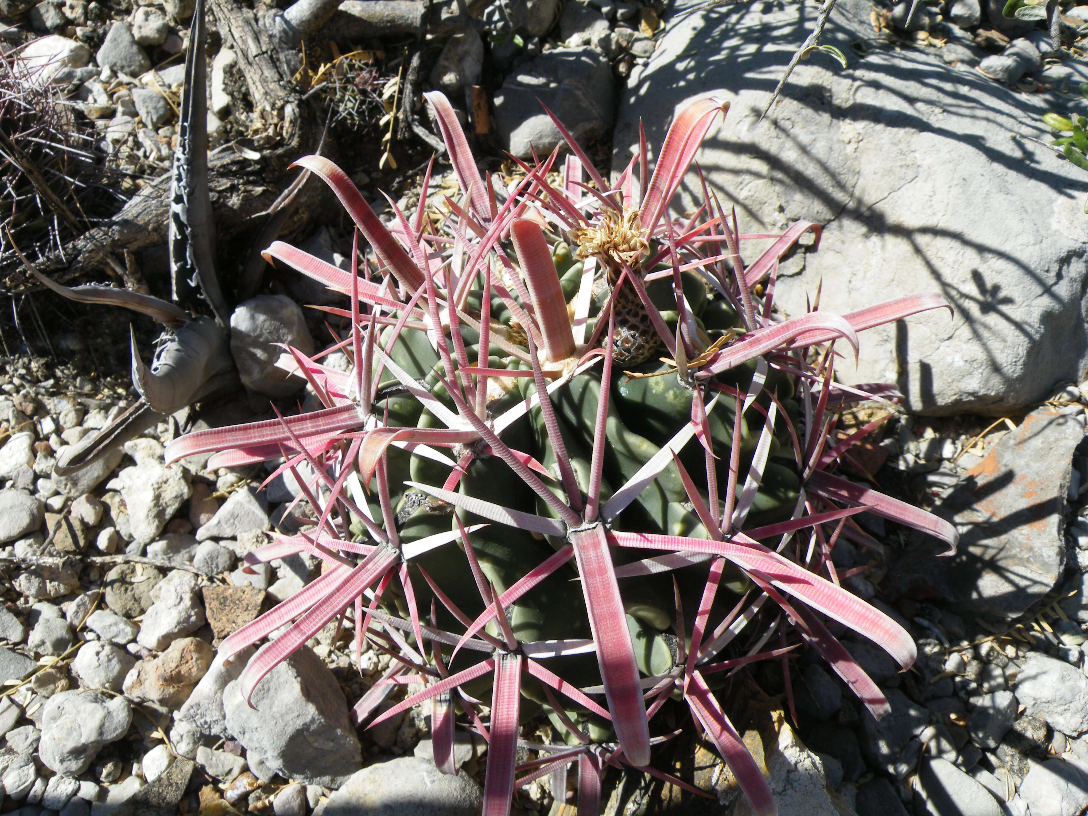 Image of Ferocactus latispinus (Haw.) Britton & Rose