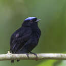 Imagem de Lepidothrix coronata velutina (Berlepsch 1883)