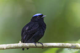 Image of Velvety manakin