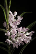 Image of Vanda christensoniana (Haager) L. M. Gardiner