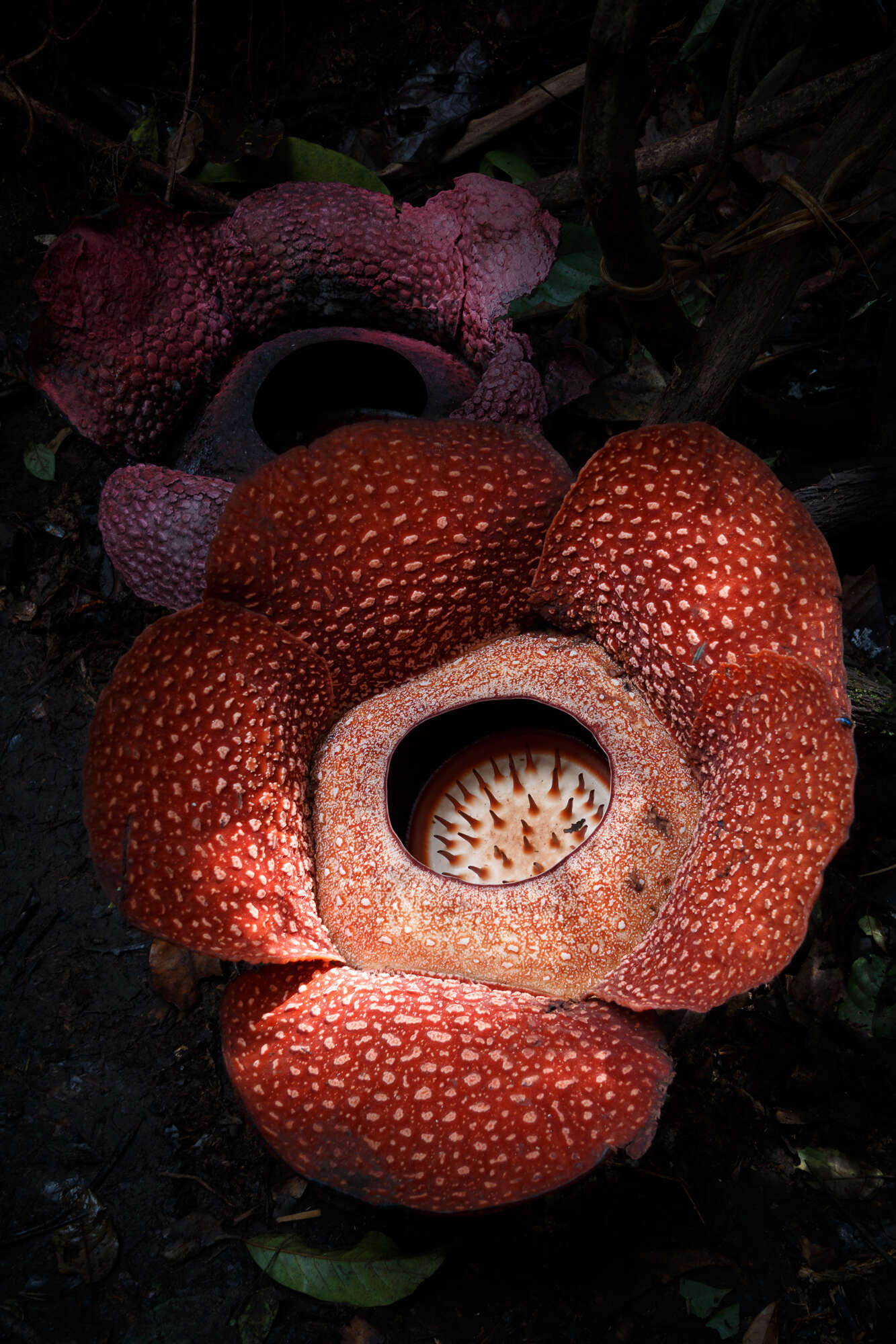 Image de Rafflesia arnoldii R. Br.